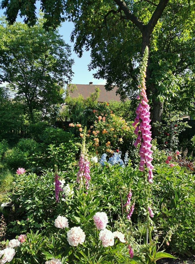 jak uprawiać naparstnicę w ogrodzie