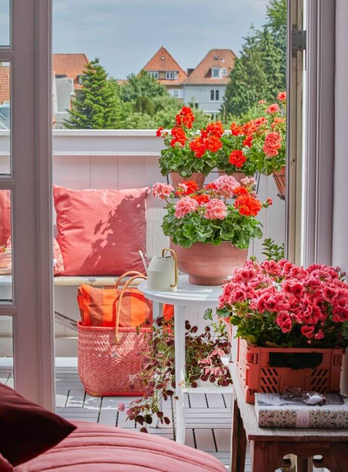 pelargonie kwiaty na balkon