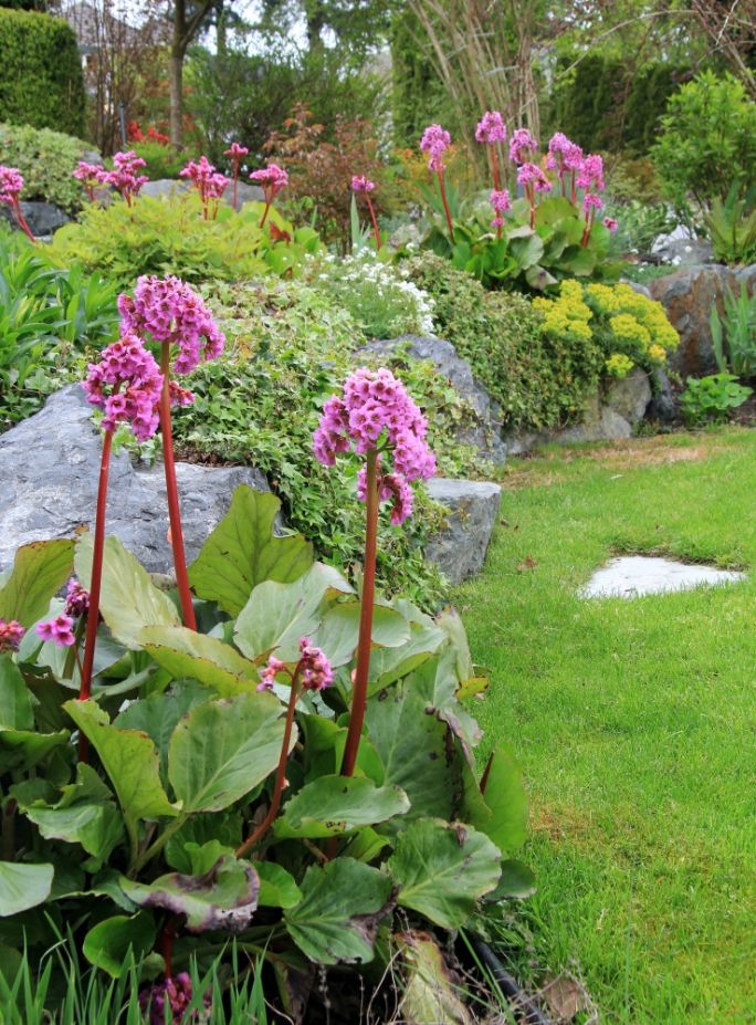 kwiaty na skalniak długo kwitnące