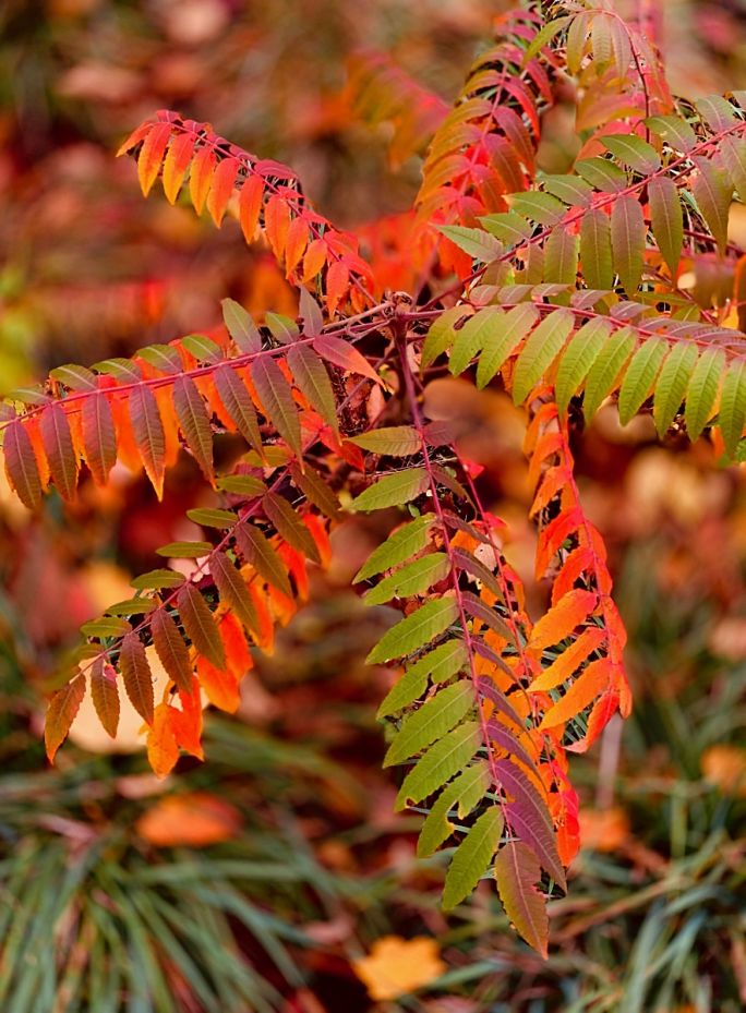 najładniej przebarwiające się drzewa do ogrodu