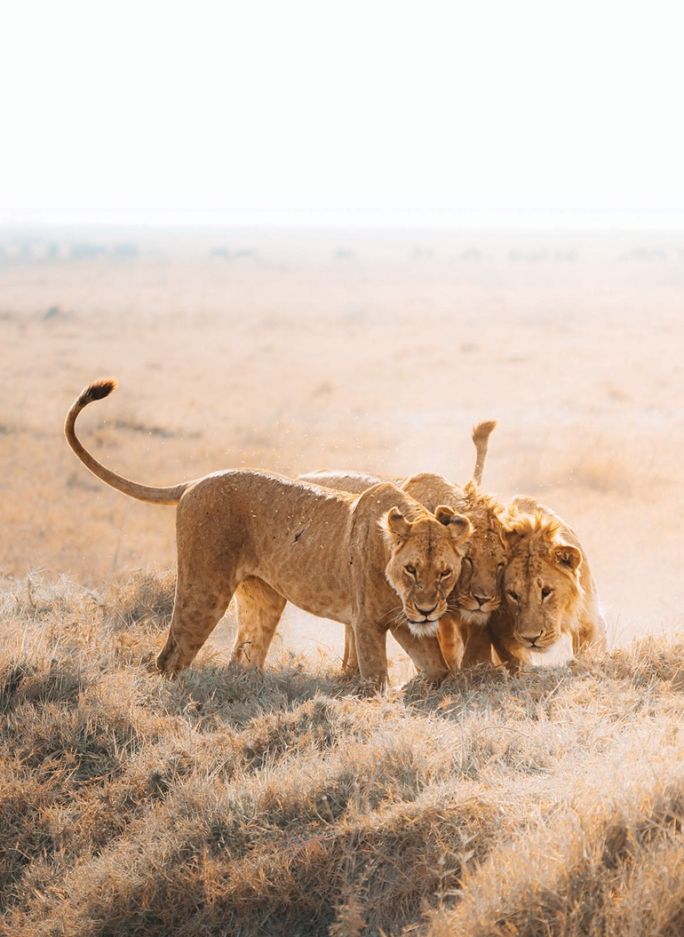 Monika Wanat fotografia