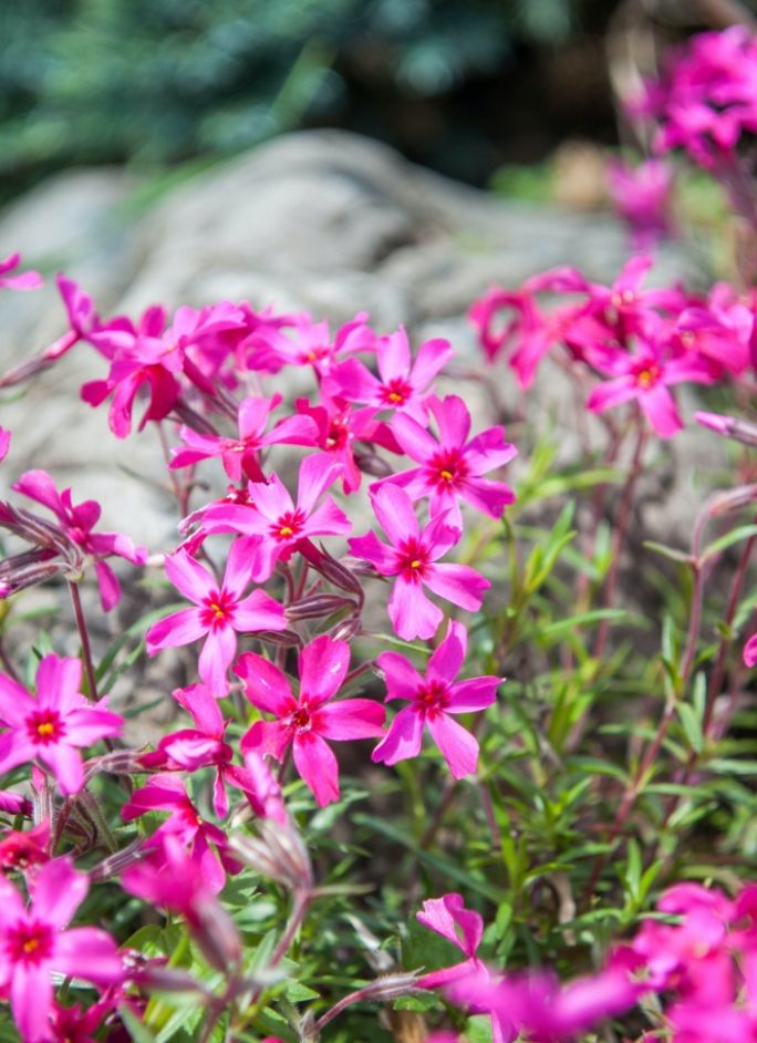 kwiaty na mały skalniak