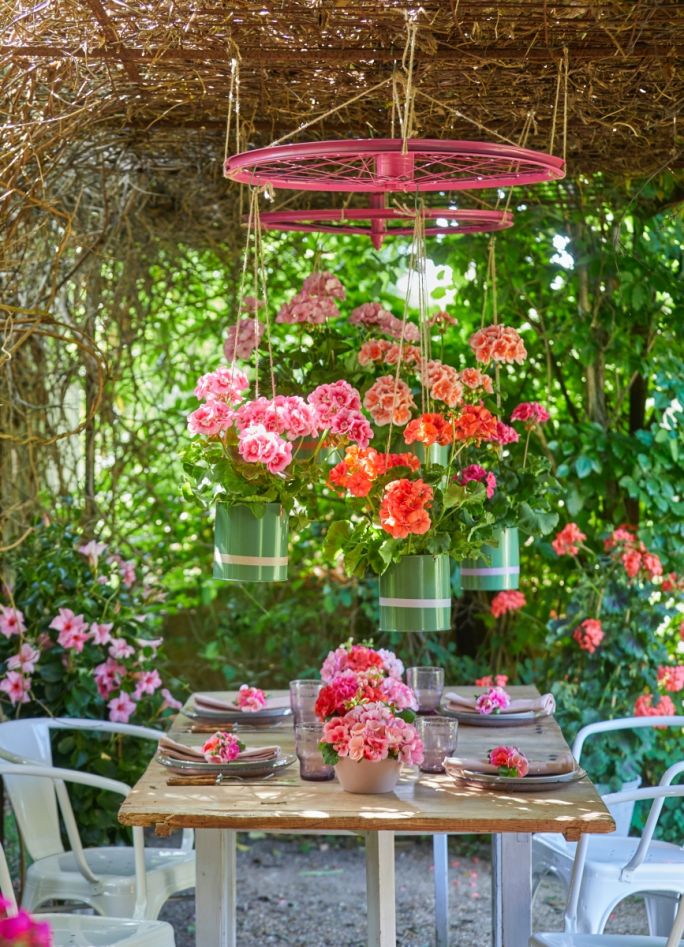 dekoracje z pelargonii