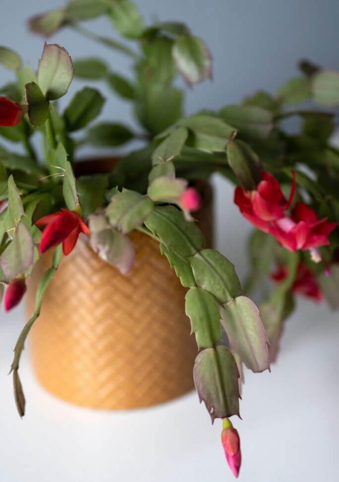 Schlumbergera roślina doniczkowa na parapet