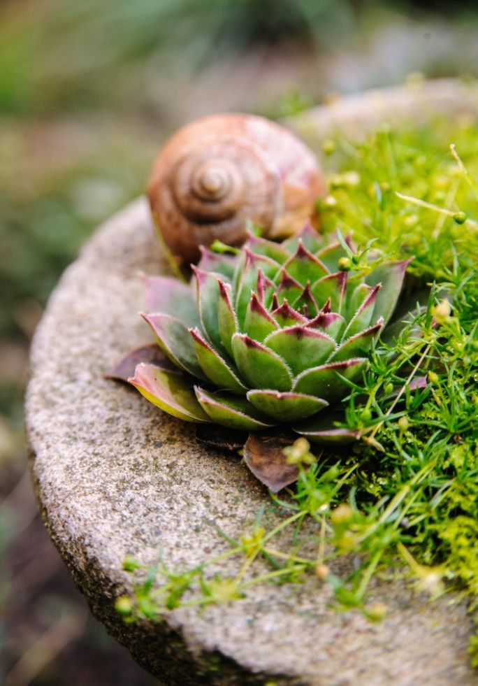 niewymagające rośliny na skalniak