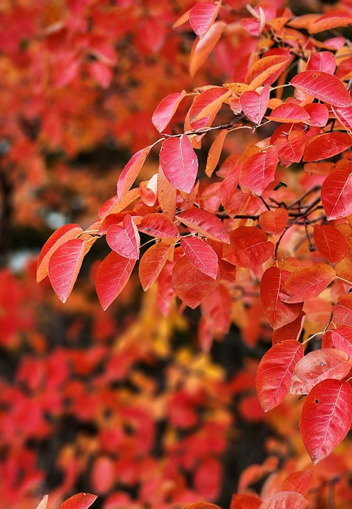 najpiękniej przebarwiające się jesienią krzewy