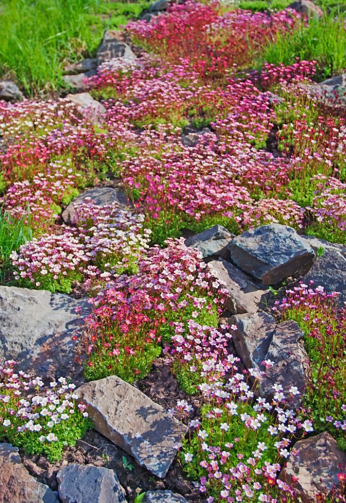 płożące kwiaty i niskie kwiaty na skalniak