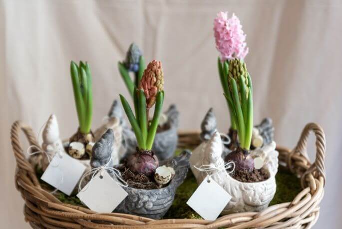 hiacynt w doniczce i w ogrodzie