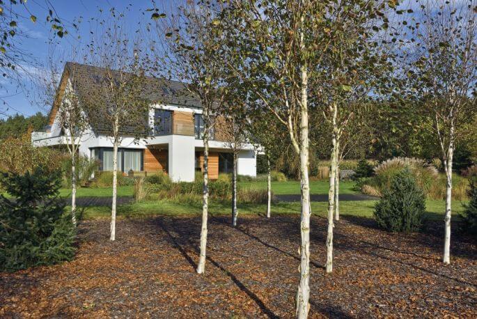 brzoza w ogrodzie aranżacje