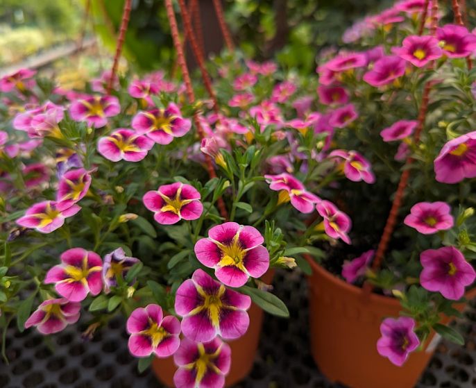 kwiaty na słoneczny taras calibrachoa