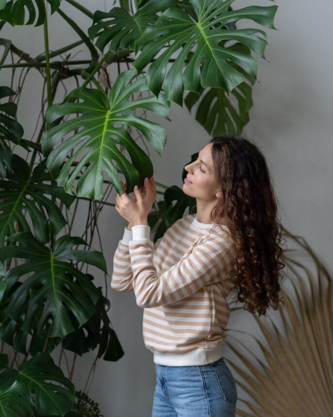 rośliny na parapet monstera