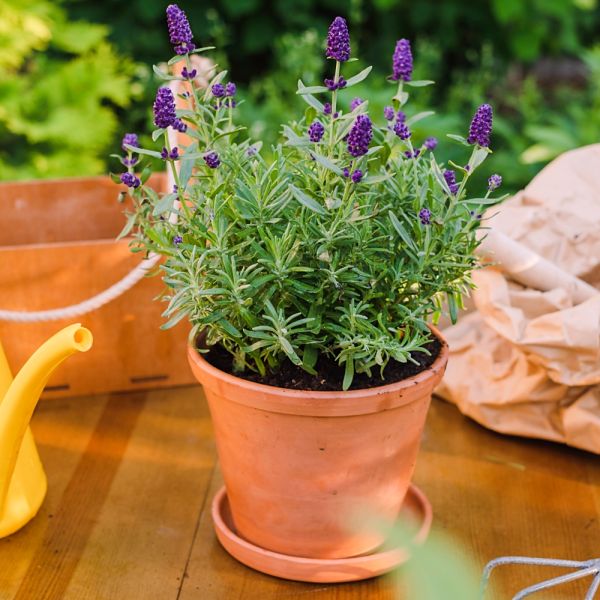 lawenda uprawa pielęgnacja przycinanie