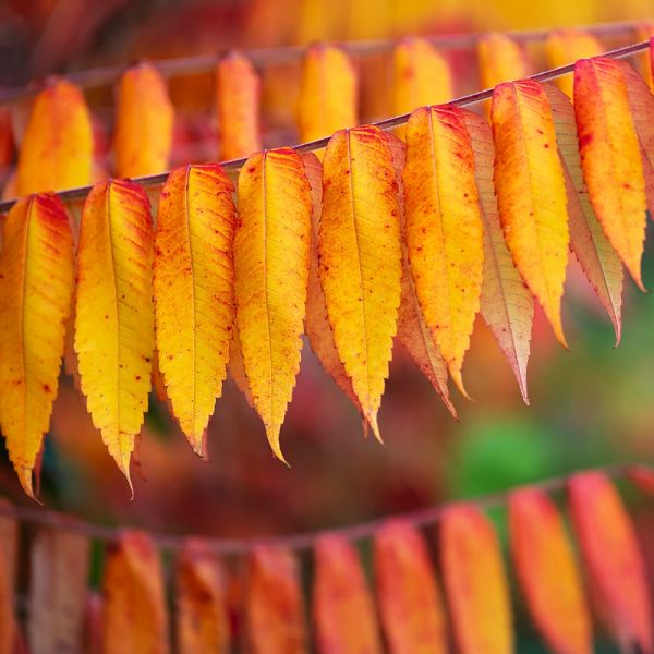rośliny które najpiękniej przebarwiają się jesienią