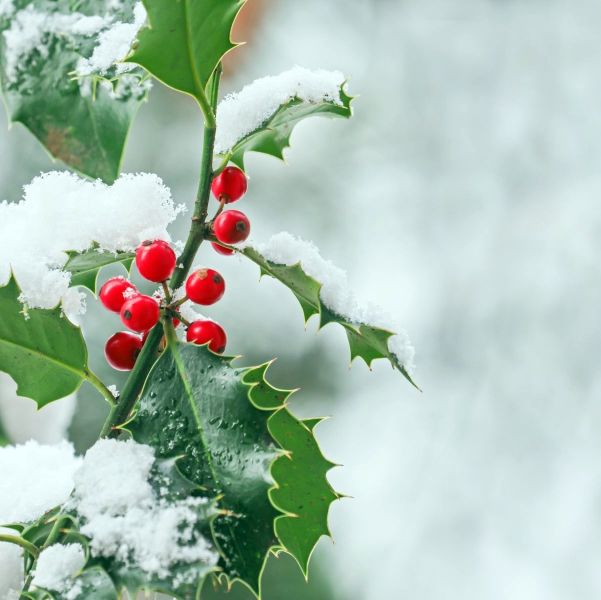 ostrokrzew kolczasty uprawa pielęgnacja