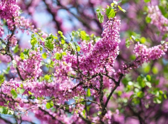 judaszowiec rośliny w ogrodzie