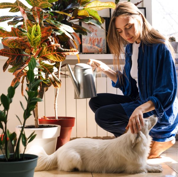 rośliny doniczkowe przyjazne zwierzętom