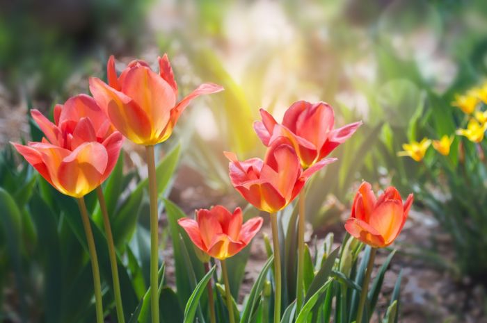 kiedy kwitną pierwsze tulipany