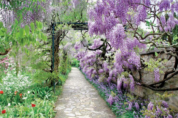 Wisteria Chińska. Czas na pnącza