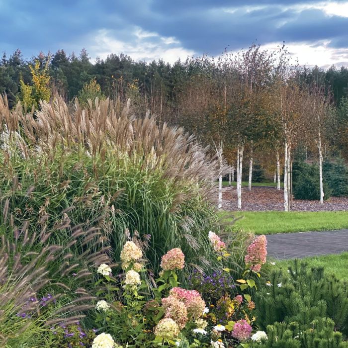 ogród z brzozowym zagajnikiem