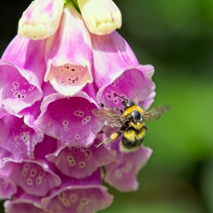naparstnica purpurowa w ogrodzie