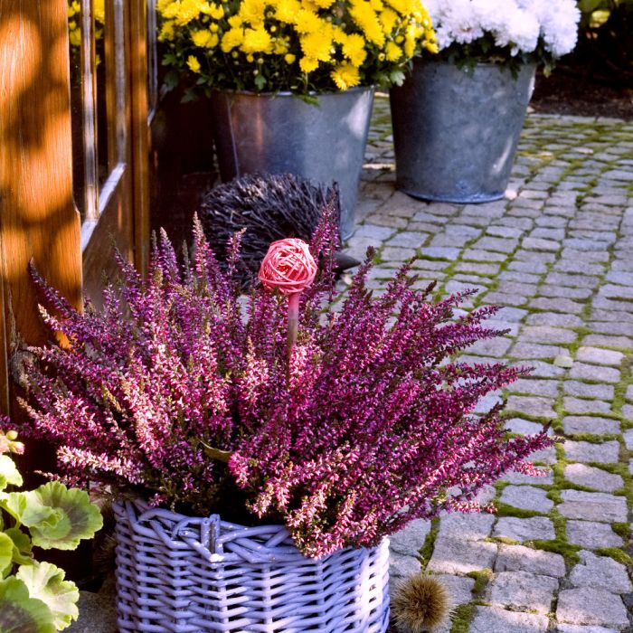 Jak zrobić jesienną dekorację z wrzosów? Wrzos posadzony w prowansalskiej doniczce nie bez powodu nazywany