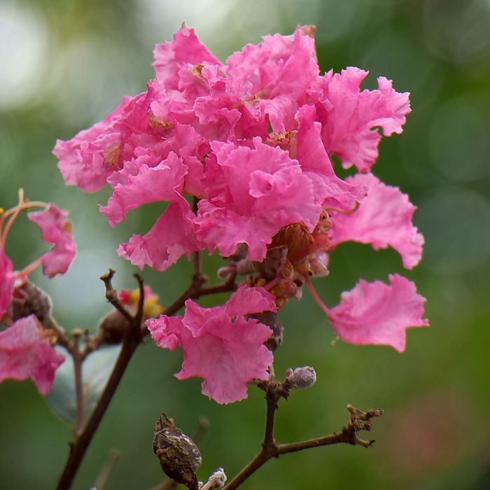 lagerstremia indyjska
