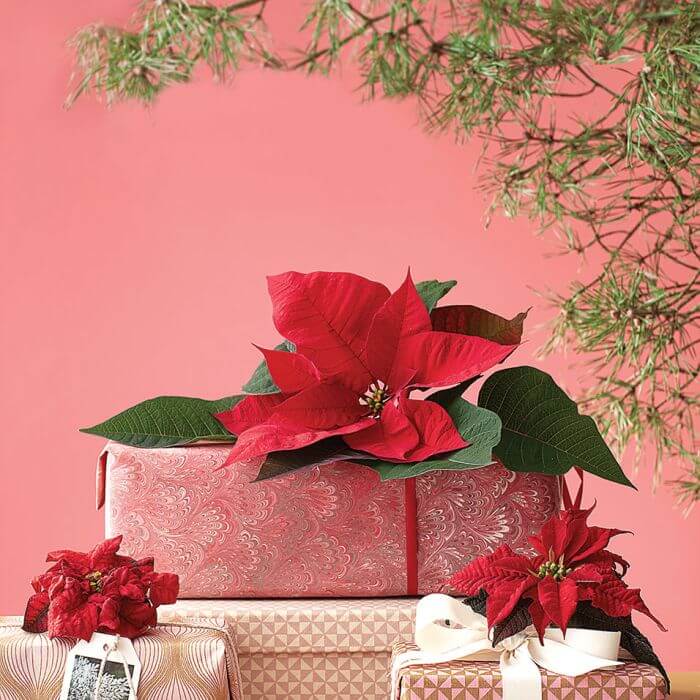 Świąteczne ozdoby: gwiazda betlejemska, poinsecja