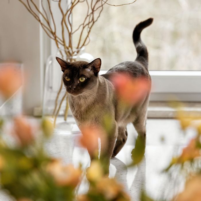 mieszkanie w beżach i szarościach