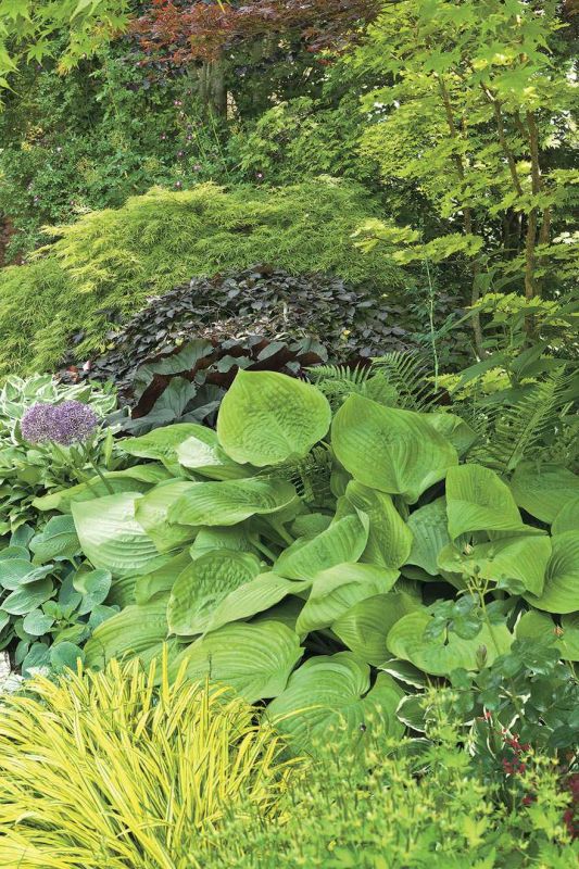 Aranżacja ogrodu, który mieni się kolorami od wiosny do późnej jesieni