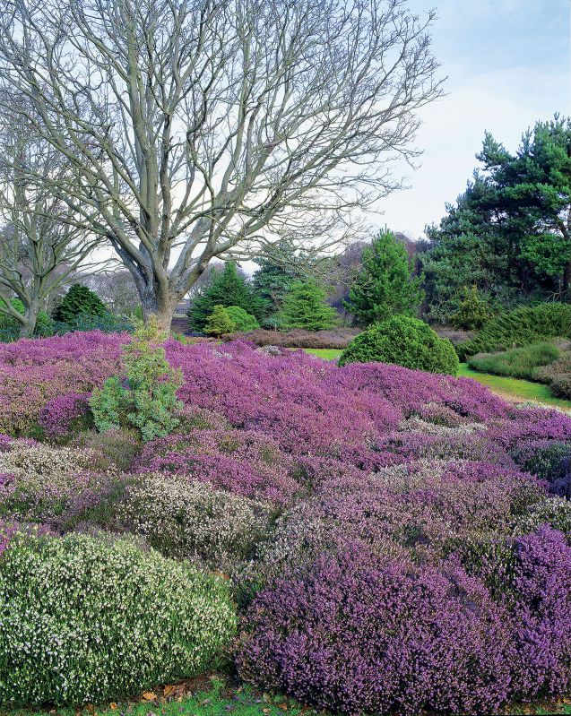 Gobelin zamiast trawnika - wrzosiec krwisty.