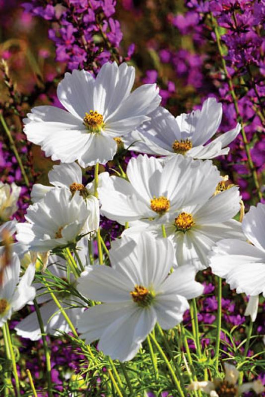 Kwiat kosmosu wraca do mody. Mimo delikatnej postury, jest wytrzymały.