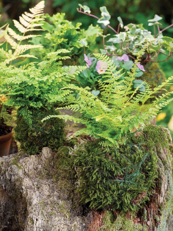 Narecznica czerwonozawijkowa i Próchniczek błotny