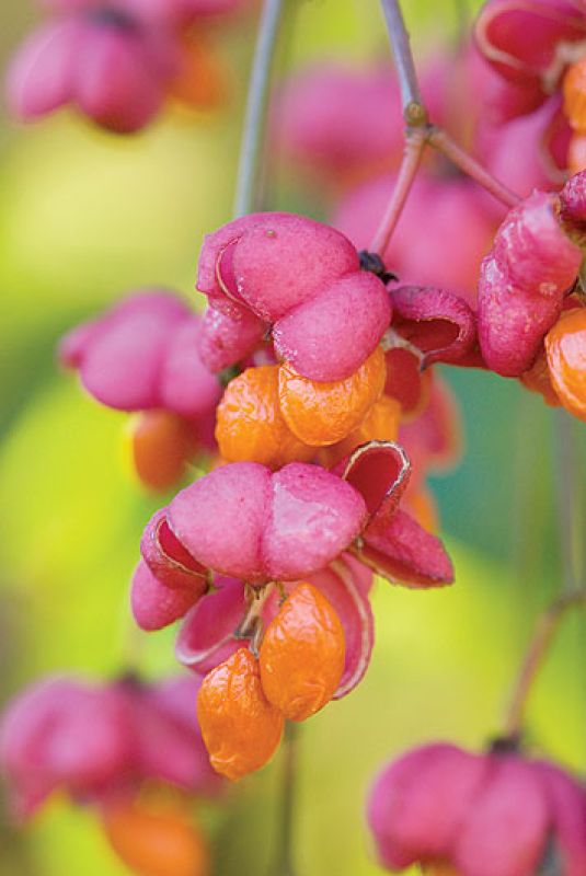 Trzmielina europejska