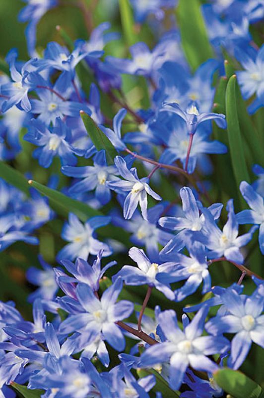 Śnieżnik - choć malutki, nic nie robi sobie z chłodu, więcej – bez niego za żadne skarby nie zakwitnie.
