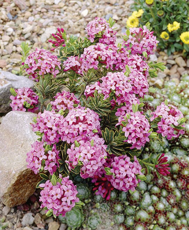 Wawrzynek wilczełyko to krzew obsypany różowymi kwiatami, które bardzo intensywnie pachną. Jak go uprawiać?