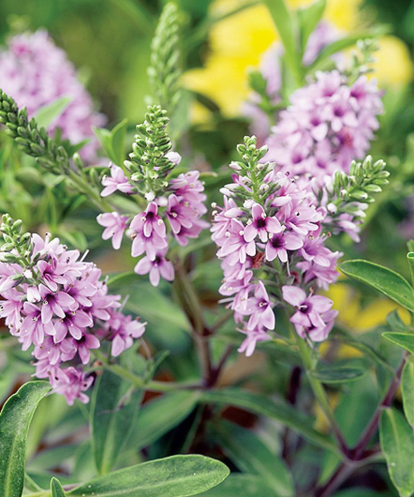 Hebe andersonii. Krzew hebe