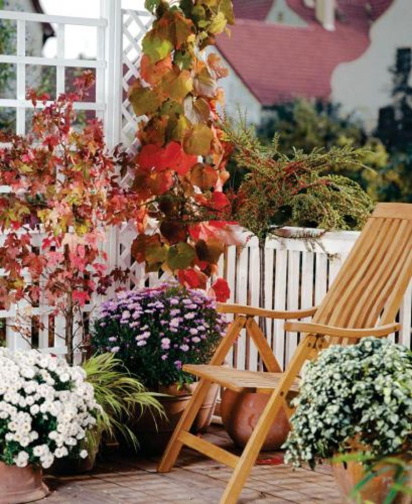 Chryzantema wielokwiatowa, odmiana szklarniowa