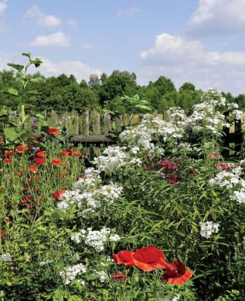 Czym pachnie lato. Czym pachnie lato