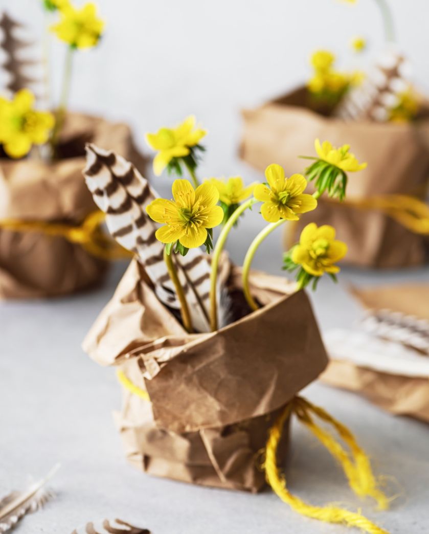 kiedy kwitnie rannik