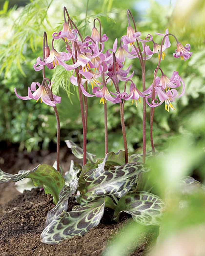 psiząb uprawa w ogrodzie