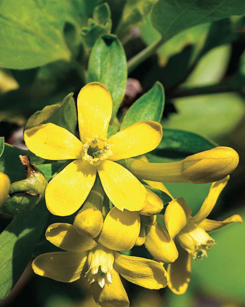 Porzeczka złota. Kwiaty ogrodowe i rośliny, które pachną niczym perfumy