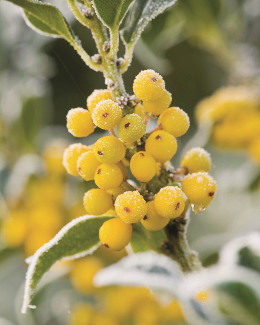 OSTROKRZEW KOLCZASTY