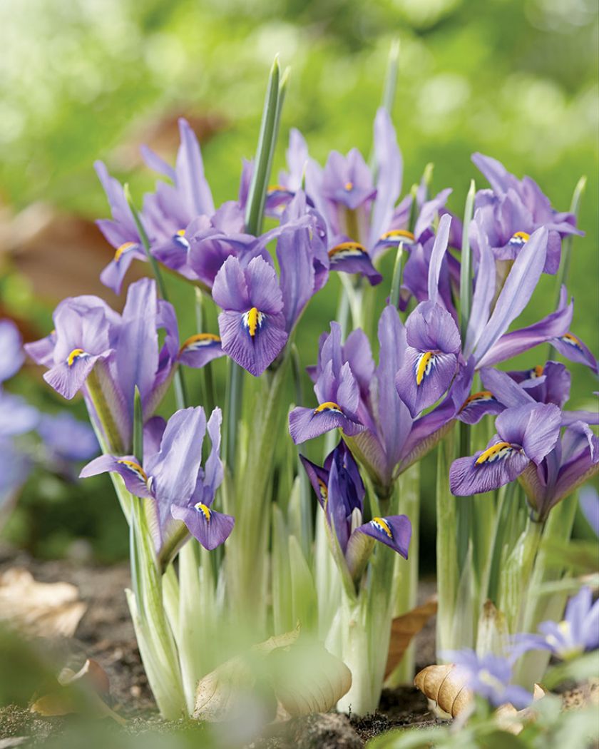 Irysy wiosenne kwiaty w ogrodzie