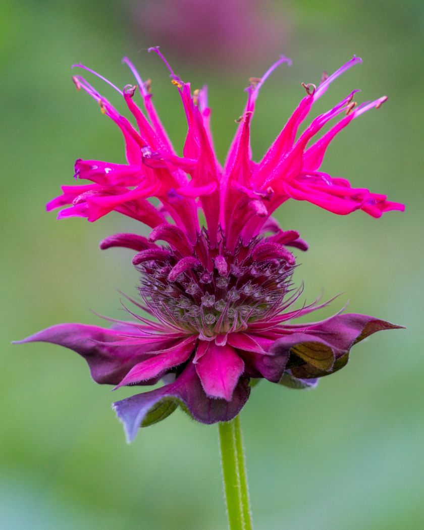 Pysznogłówka kwiat