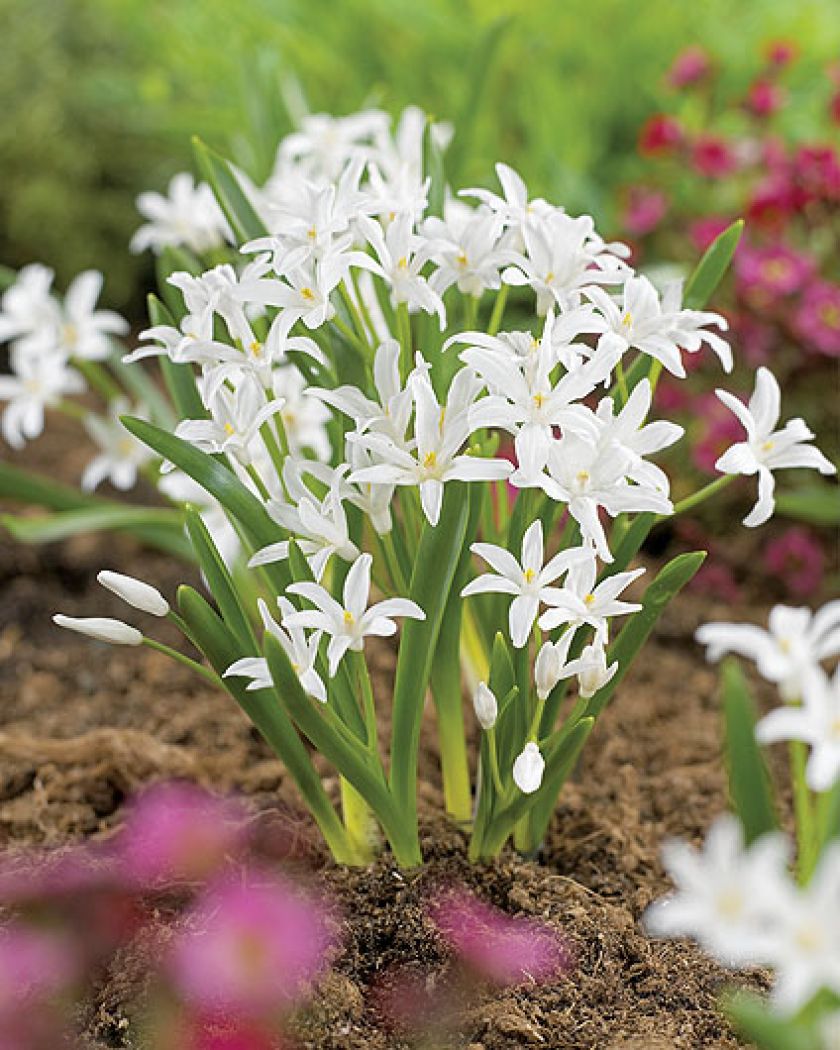 Śnieżnik - choć malutki, nic nie robi sobie z chłodu, więcej – bez niego za żadne skarby nie zakwitnie.