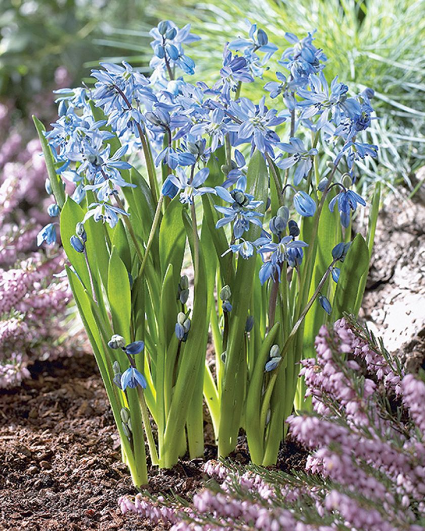 Wiosenne kwiaty w ogrodzie – kiedy je sadzić i jak je uprawiać? Zdecydować się na cebulki czy nasiona?