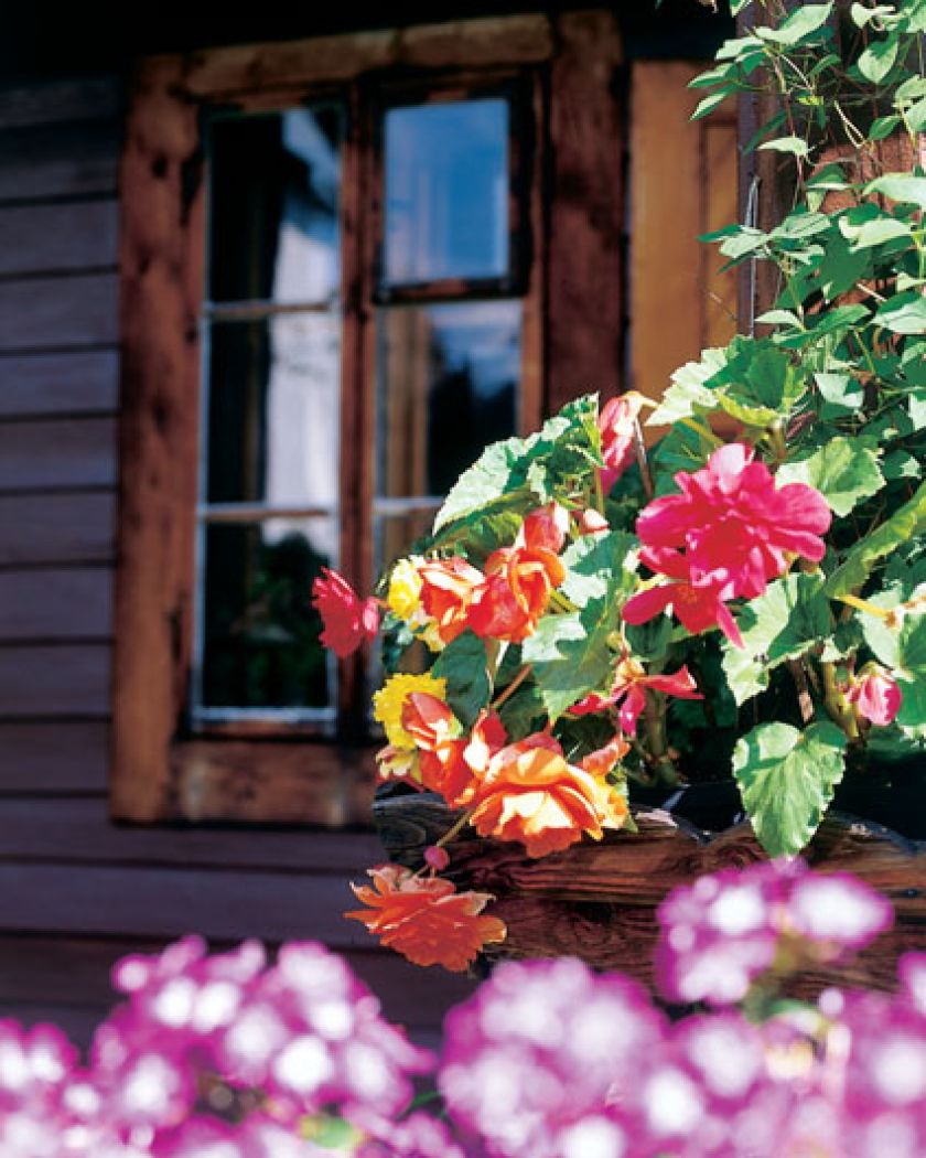 Wzdłuż domu wystawia skrzynki z begoniami, niektóre kwiaty mają już po 30 lat i cebulki są wielkie jak pięść.