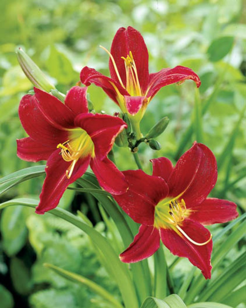 Liliowiec – piękność dnia