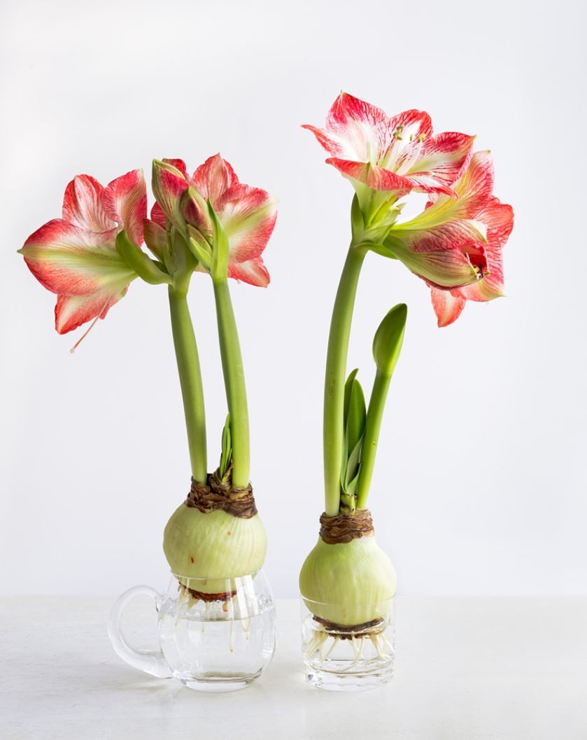 Amarylis hippeastrum jak pielęgnować w domu