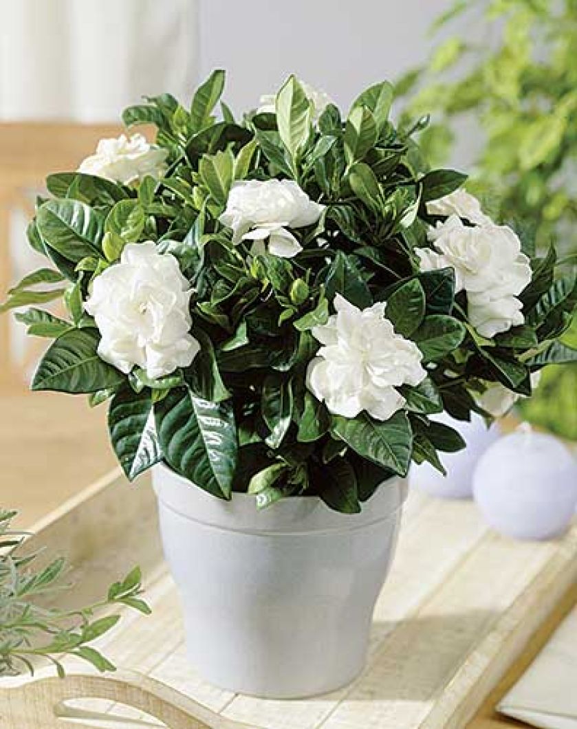 Gardenia jaśminowata